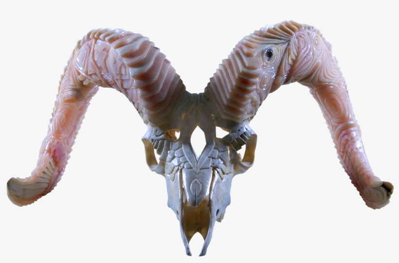 Dall Sheep Duality - Lesothosaurus, transparent png #3682816