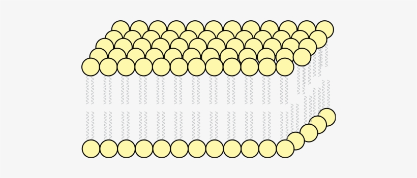 Plasma Membrane - Cell Wall Png, transparent png #3682901