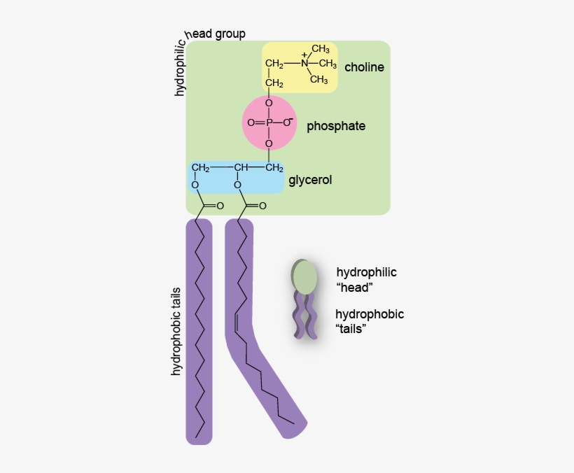 Www - Shmoop - Com - Main Component Of A Plasma Membrane, transparent png #3682995