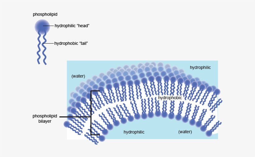 Www - Shmoop - Com - Hydrophilic Part Of Cell Membrane, transparent png #3683195