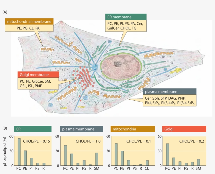 Lipid Synthesis And Steady-state Composition Of Cell - Biological Membrane, transparent png #3683218