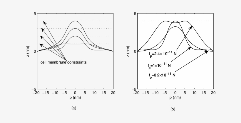 Contour Graph Of The Viral Membrane With The Cell Membrane - Diagram, transparent png #3683243