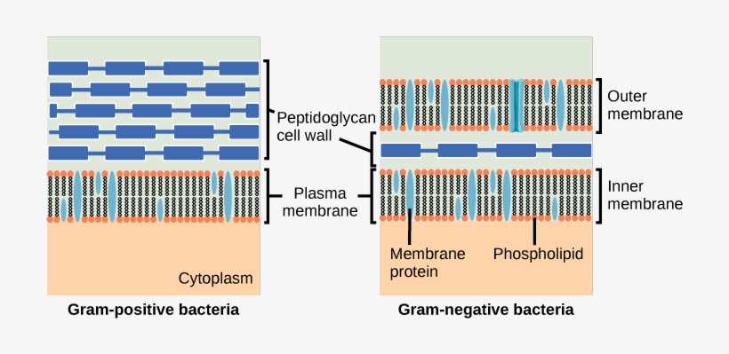 Media/image7 - Gram Positive And Gram Negative Membrane, transparent png #3683284