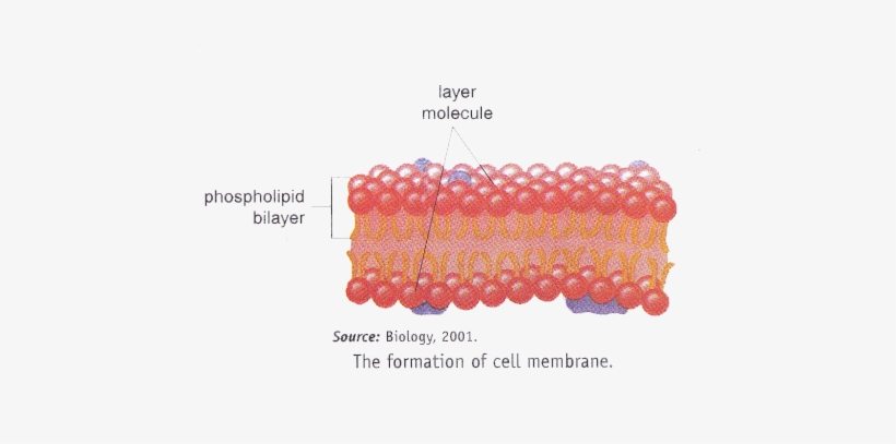 Cell Membrane Or Plasma Membrane Is The Outermost Layer - Bead, transparent png #3683311