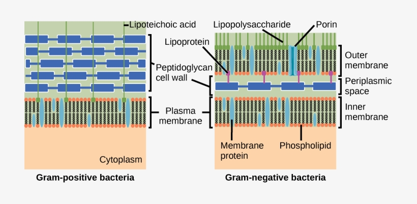 The Left Illustration Shows The Cell Wall Of Gram-positive - Gram Negative And Gram Positive Bacteria Cell Wall, transparent png #3683361