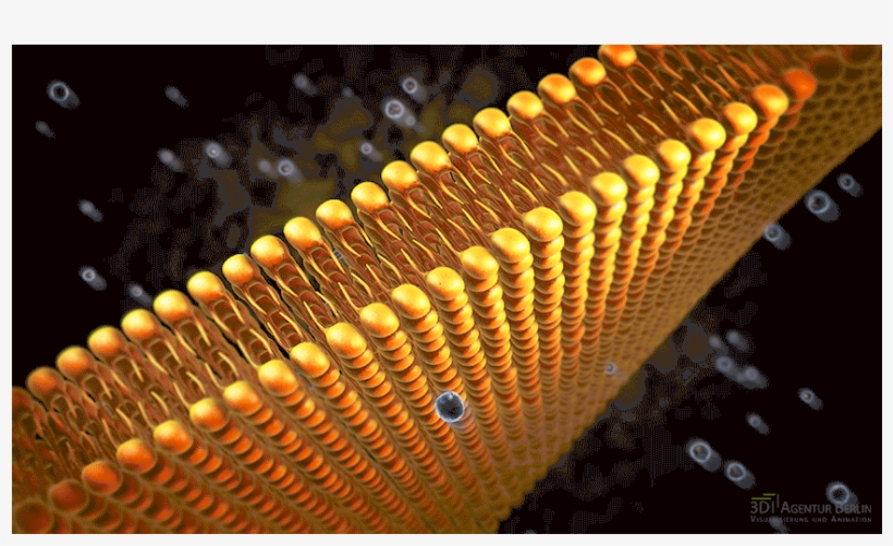 Phospholipid Bilayer 3d Visualization - Stairs, transparent png #3683405