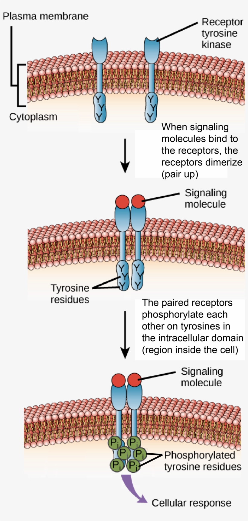 Receptor Domains, transparent png #3683455