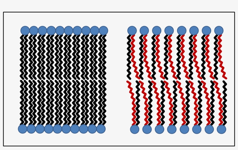 The Diagram Below Shows How The Phospholipids Group - Trans Fatty Acid Membrane, transparent png #3683484