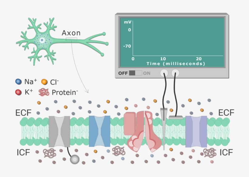 An Image Showing Different Types Of Channels In The - Na+/k+-atpase, transparent png #3683674