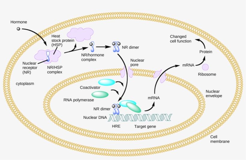 An Intracellular Nuclear Receptor Is Located In The - Heat Shock Protein Steroid Receptor, transparent png #3683692