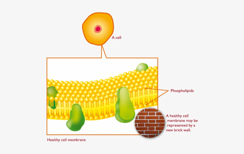 The Cell Membrane Is Made Up Of Two Layers Of Phospholipids - Phospholipids Liver, transparent png #3683712