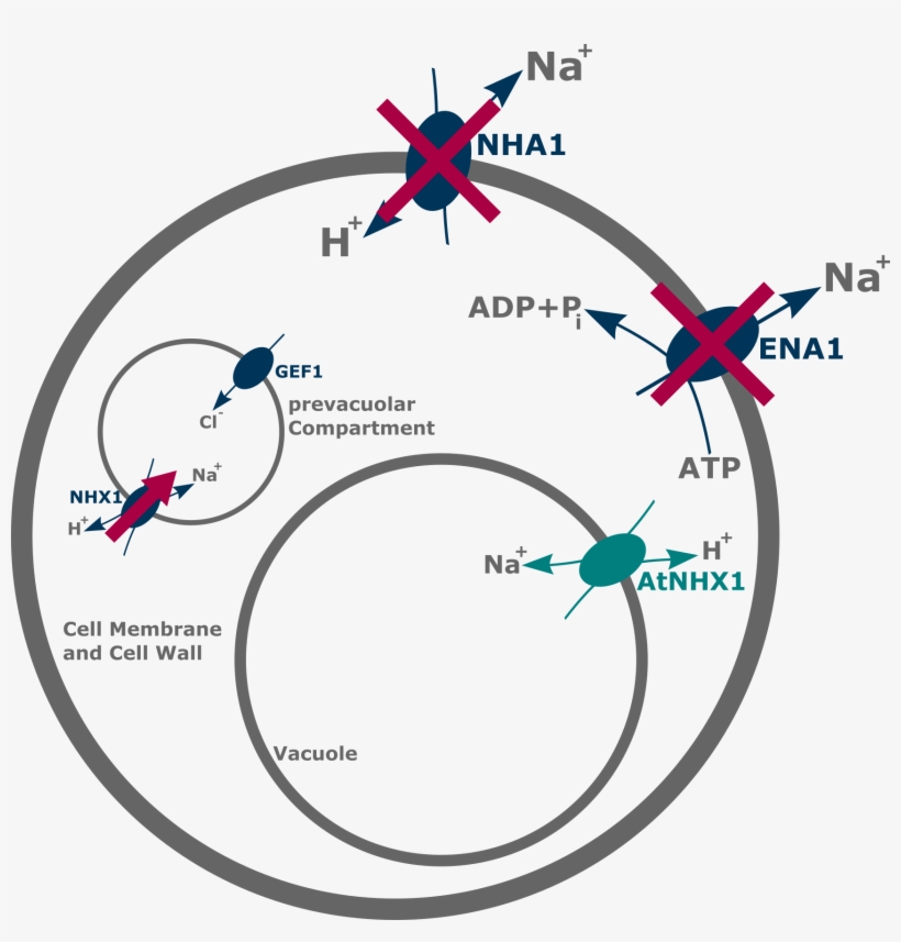 The Arabidopsis Thaliana Proton Sodium Antiporter Is - Mercedes Symbol, transparent png #3683764