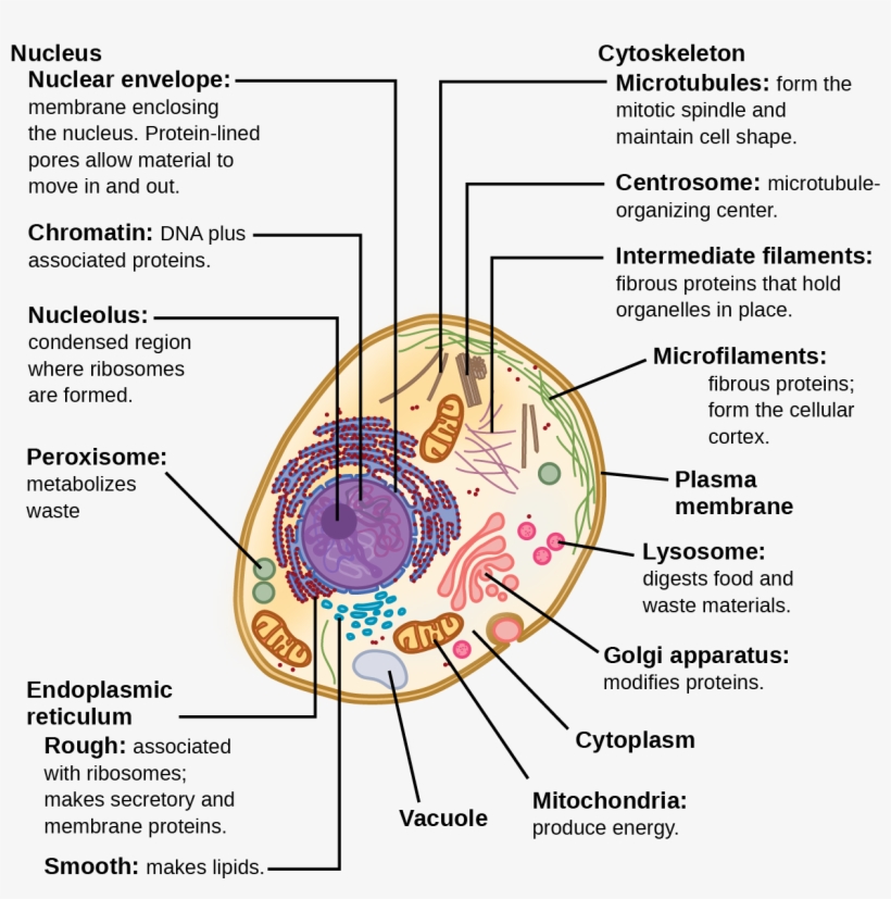 This Illustration Shows A Typical Eukaryotic Animal - Structure Of A Typical Eukaryotic Cell, transparent png #3683806
