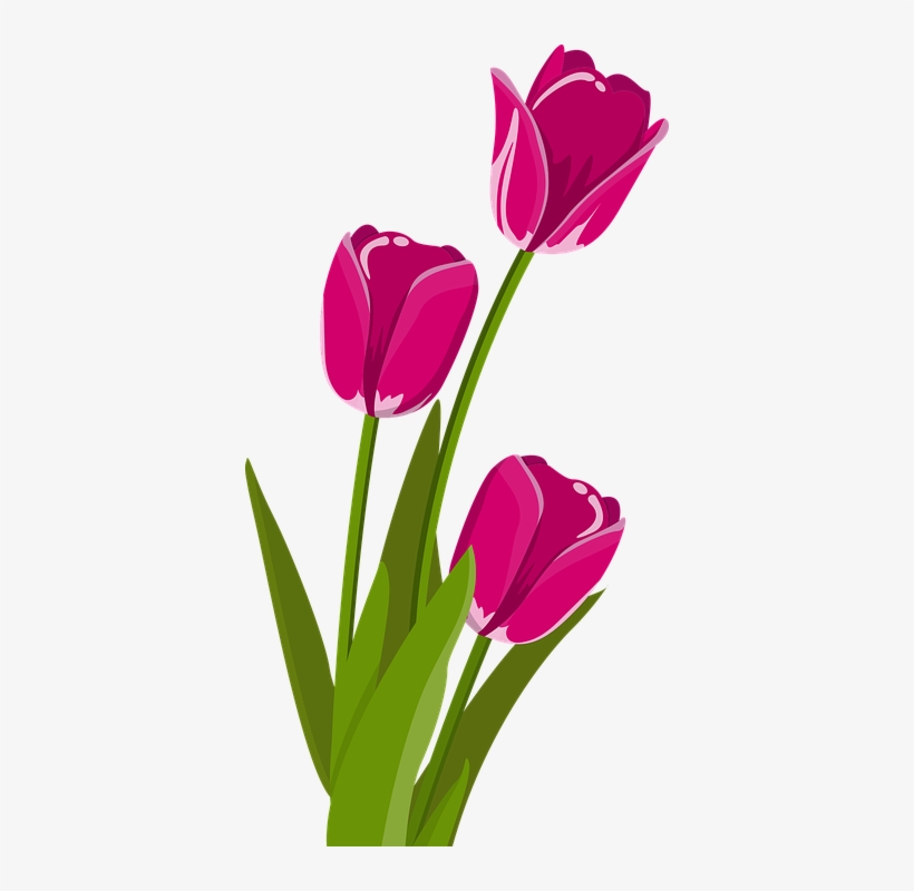 Bunga Tulip Musim Semi Tulpenbluete - Flower Stickers Png, transparent png #3683936