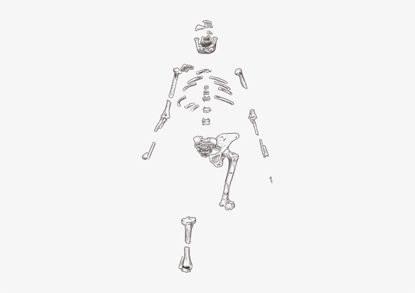 Lucy Skeleton - Lucy Skeleton Drawing, transparent png #3684347
