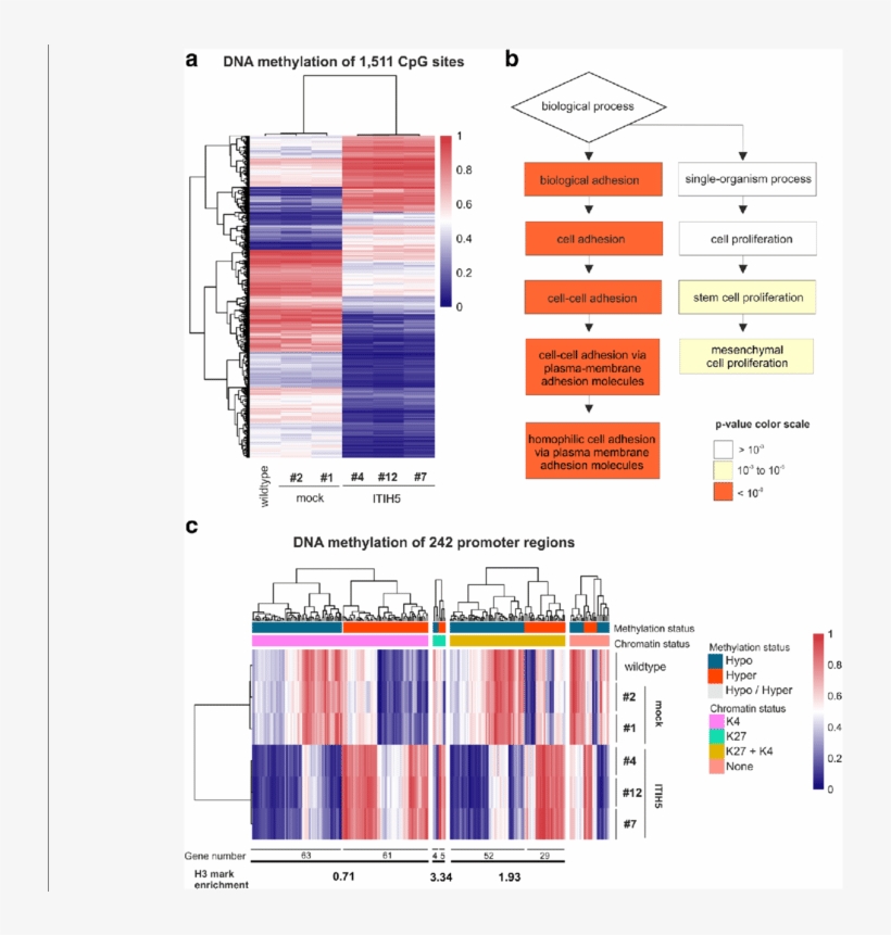Epigenomic Reprogramming Of Genes Involved In Cell - Common Fig, transparent png #3691215