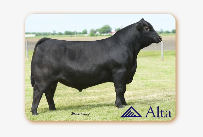 Confirmed - Connealy Consensus 7229, transparent png #3691831