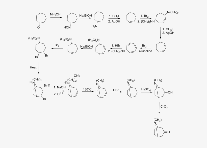 Willstatter Tropinone Synthesis - Tropinone Synthesis, transparent png #3692519