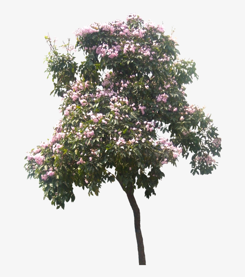 Pin De Coni Zentella En Arboles - Architecture, transparent png #3694072