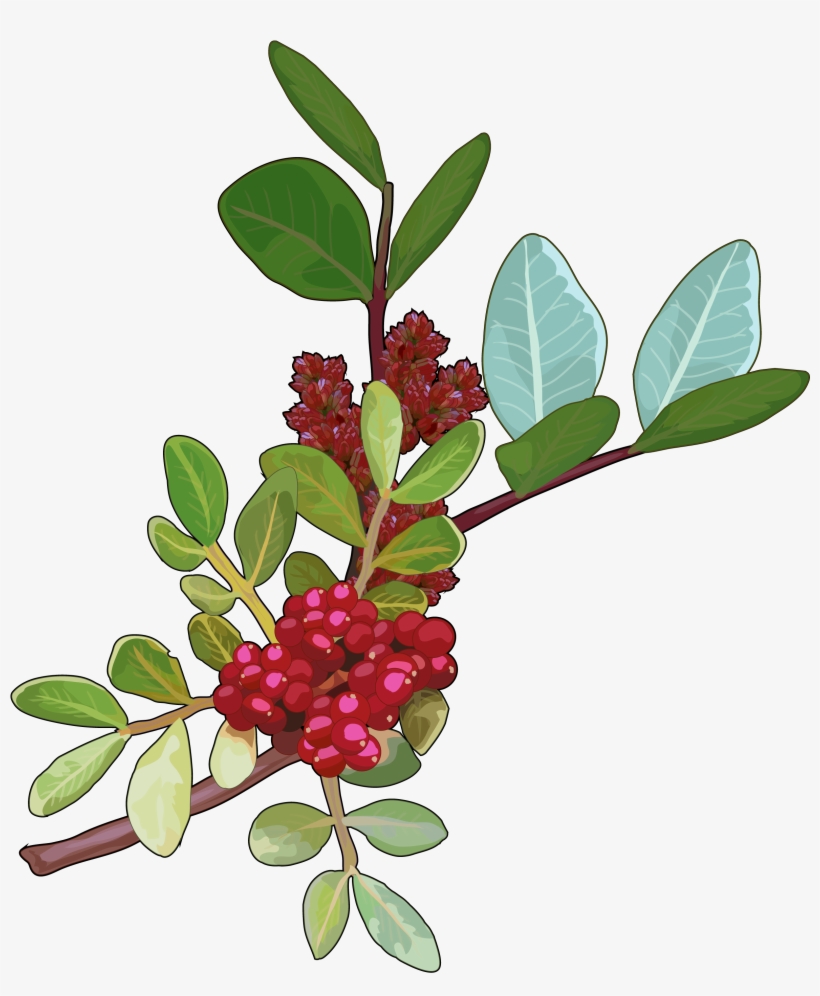 Archivo - Lentisco, transparent png #3694230