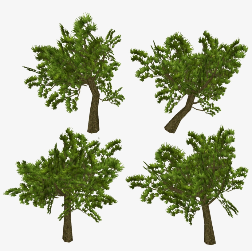 Http - //farm8 - Staticflickr - Com/7373/1260 60c4 - Arbusto De Hojas Finas De Darwin Galapagos, transparent png #3694558