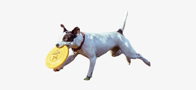 A Cutout Photo Of The Happiest Dog On Early Playing - Sitting Entourage, transparent png #3695129
