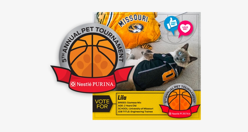 Captiva's Partnership Offered A Fresh Perspective To - Domestic Short-haired Cat, transparent png #3695281