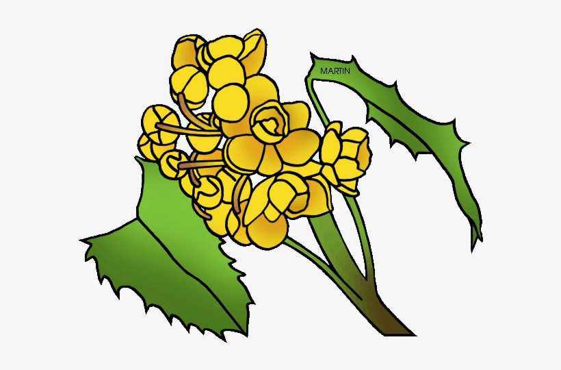 Oregon Clipart Flower - Oregon State Flower Drawing, transparent png #3696092