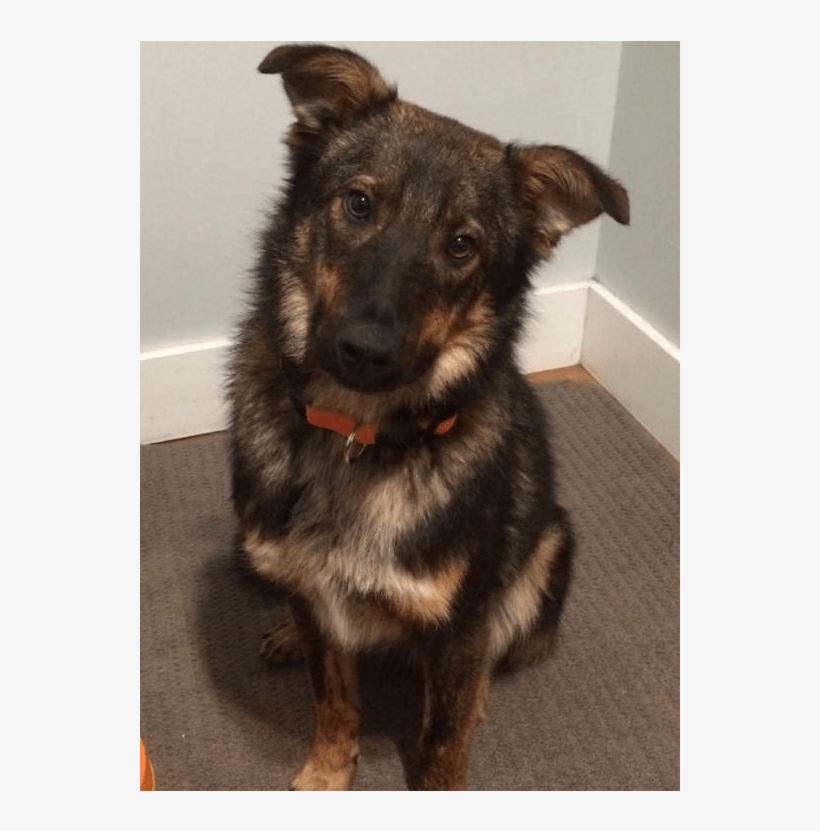 This Is Rigby He Is 9 Month Old, Neutered, Male, Shepherd - Old German Shepherd Dog, transparent png #3697454