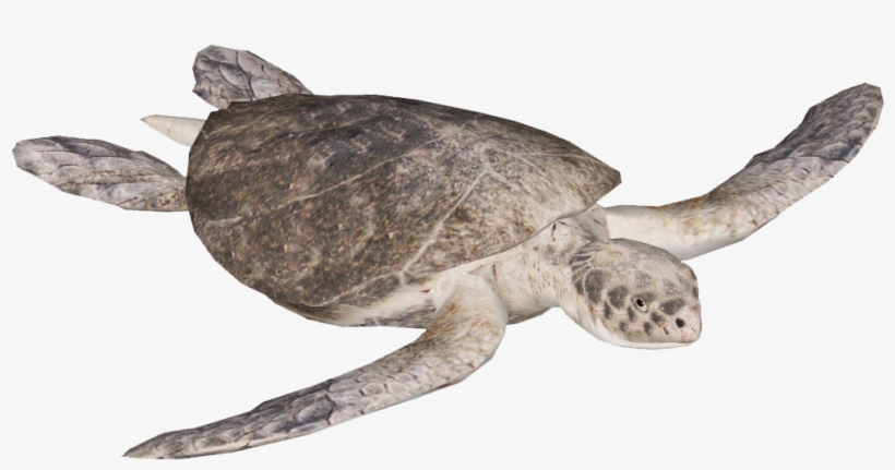Kemp's Ridley Sea Turtle, transparent png #370059