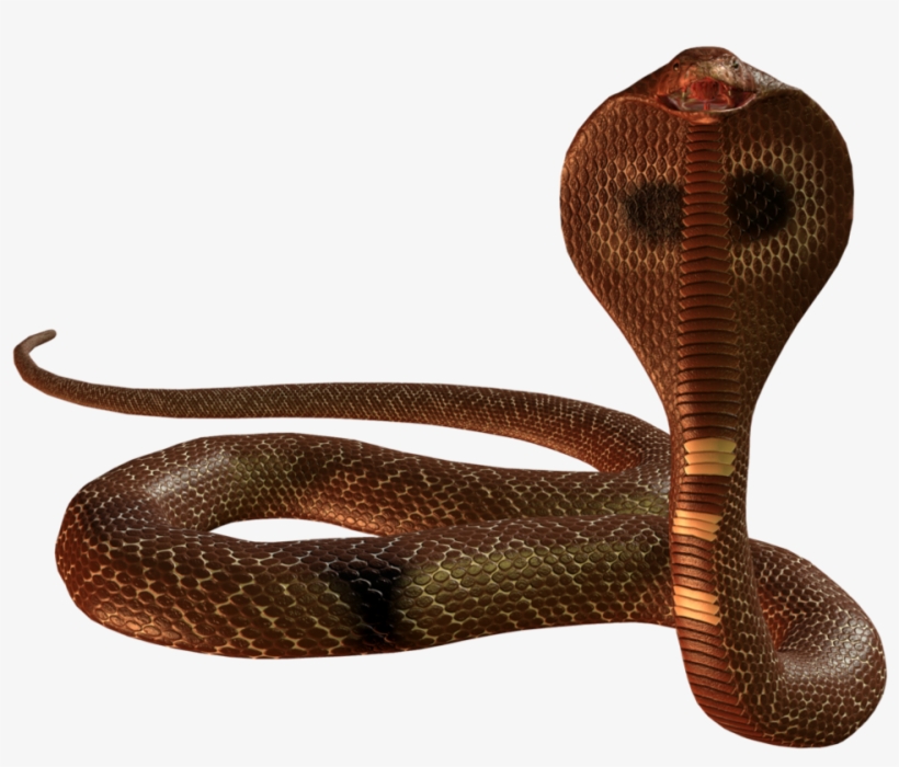 Snake Png Image - Snake Png, transparent png #370394