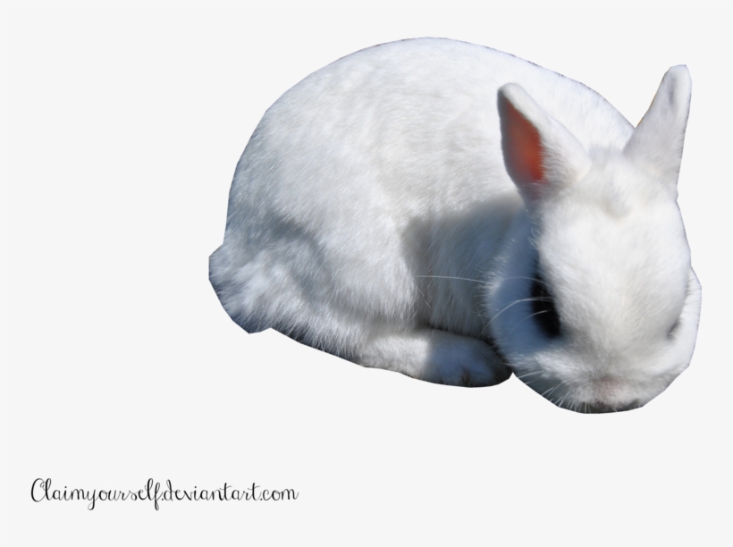 White Rabbit Png - Papercutting, transparent png #370995
