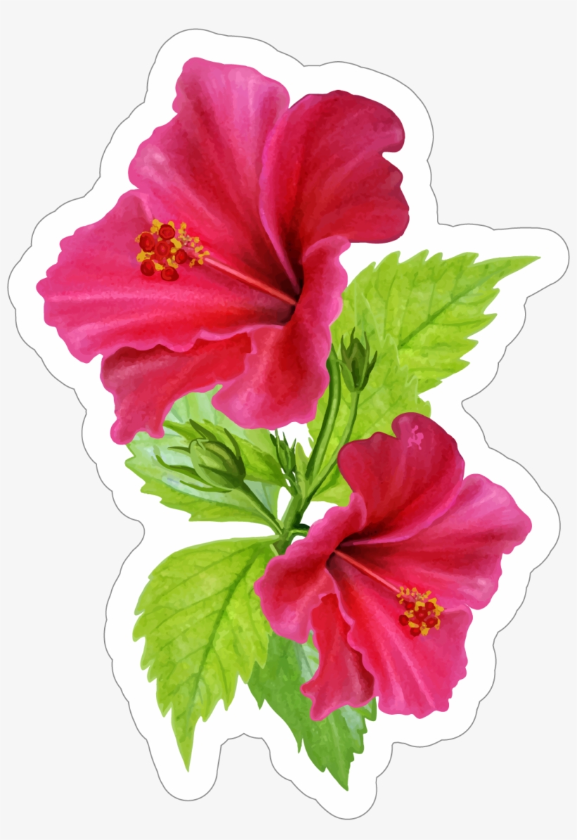 Beautiful Pink Hibiscus Flower Sticker, transparent png #371194