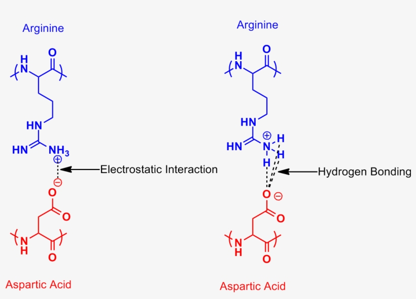 Arginine Aspartic Acid Salt Bridge - Arginine And Aspartic Acid, transparent png #371753