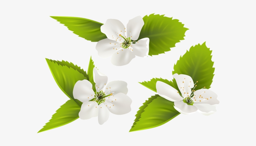 Spring Tree Flowers Png Clip Art Image - Jasmine Flowers Png, transparent png #372145
