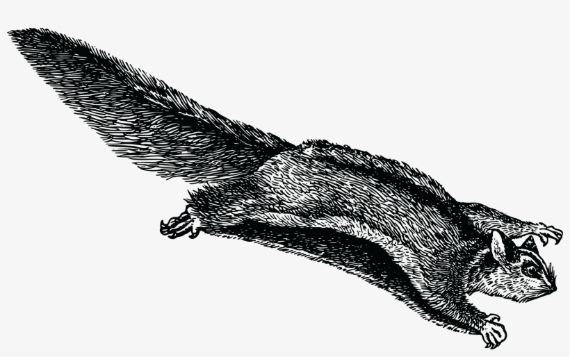 , , - Art Of Japanese Flying Dwarf Squirrel, transparent png #373097