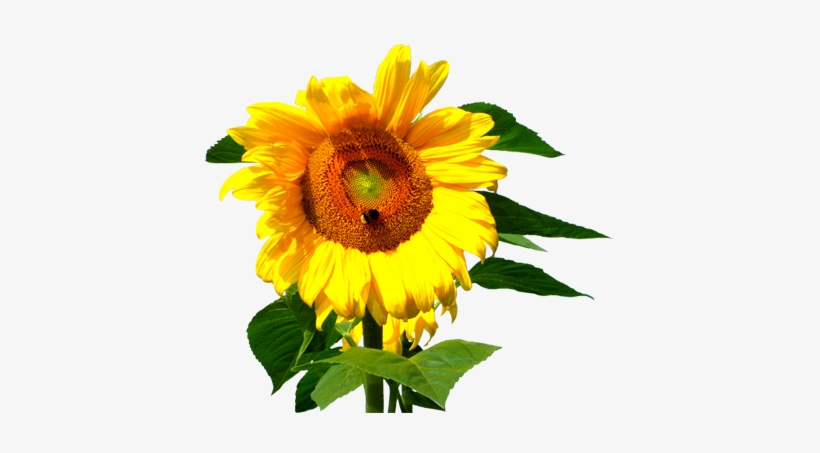 Sunflower Head With Bee, Flower Clip Art Sunflower - Bee On Sunflower Png, transparent png #373342