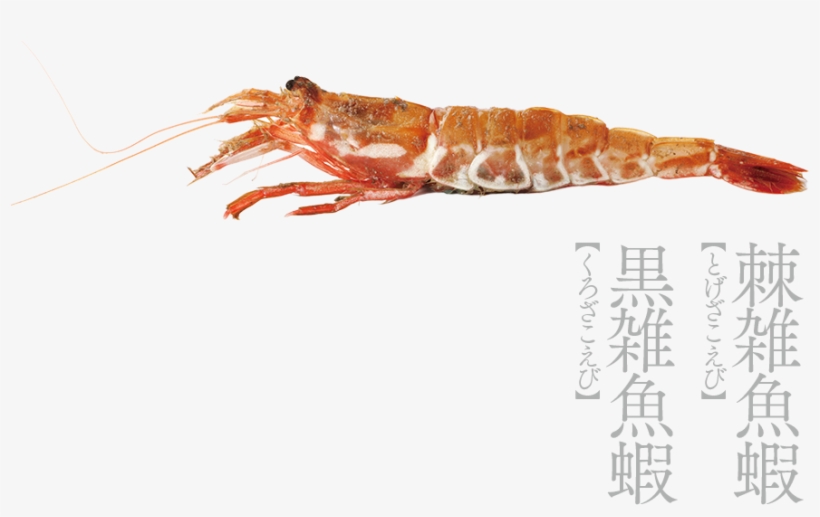 Gasu-ebi - Kanazawa, transparent png #373408