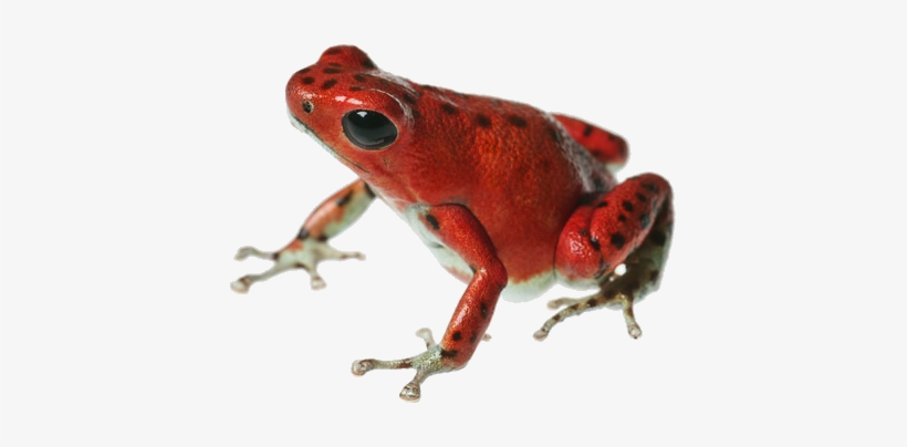 Poison Dart Frog Png File - Poison Dart Frog Png, transparent png #373707