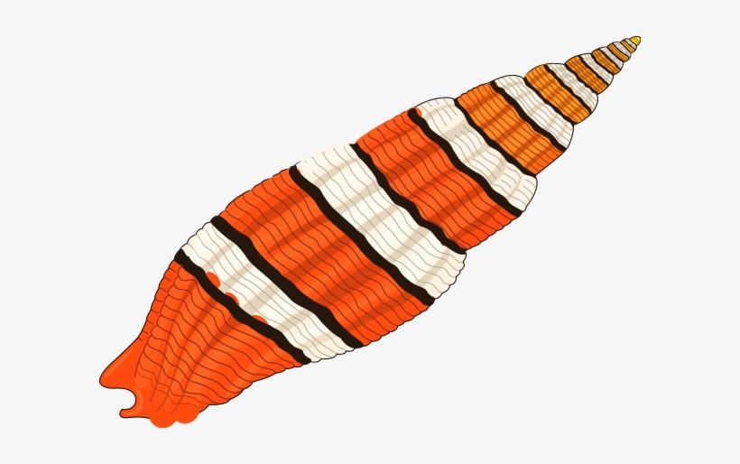 Seashell 01 Clipart Png, transparent png #373733