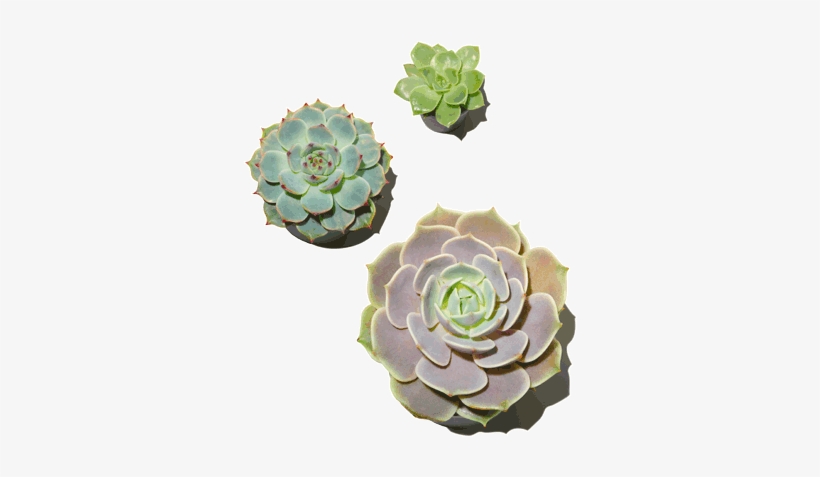 Succulent Plant, transparent png #373766