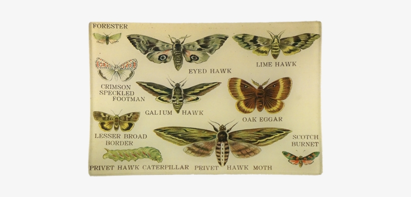 Privet Hawk Privet Hawk - John Derian, transparent png #374032