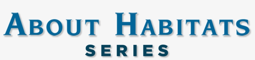 Permalink - Uefa Champions League 2011, transparent png #374409