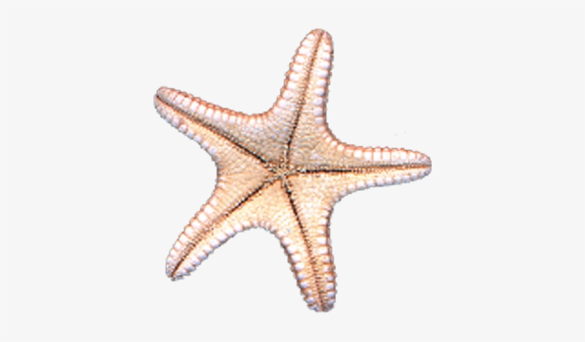 Starfish Psd, transparent png #374852
