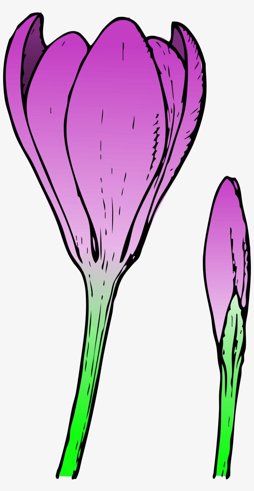 Crocus Flower And Bud Png - Crocus Flower, transparent png #375688