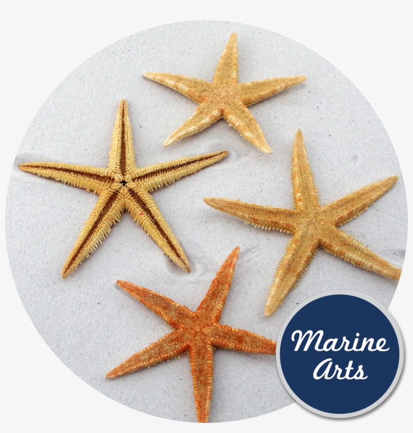 Starfish Natural Medium 8-10cm - Starfish, transparent png #375873