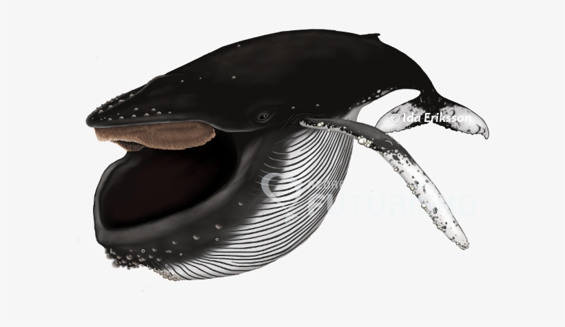 This Is The Favourite Time Of The Year For Many Of - Baleen Whale, transparent png #376172