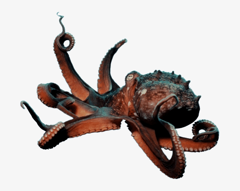 Forgetmenot - Octopus - Seattle, transparent png #376492