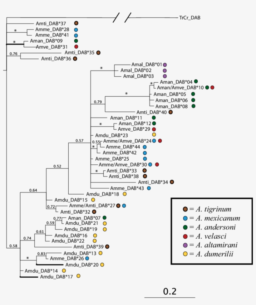 Bayesian Tree Of Genealogical Relationships Among Dab - Allele, transparent png #377553