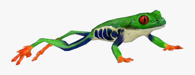 Red Eyed Tree Frog - Red Eyed Tree Frog Png, transparent png #377859